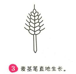 小麥簡筆畫畫法步驟03
