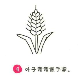 小麥簡筆畫畫法步驟04