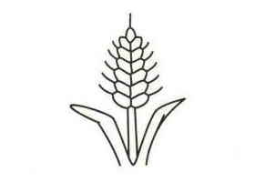 小麥簡(jiǎn)筆畫