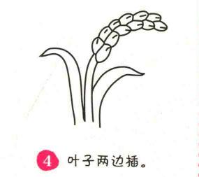 水稻簡(jiǎn)筆畫畫法步驟04