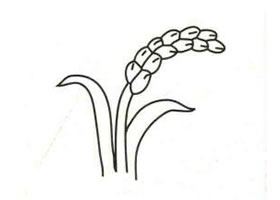 水稻簡(jiǎn)筆畫