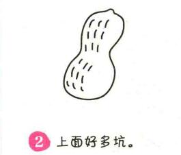 花生簡筆畫畫法步驟02