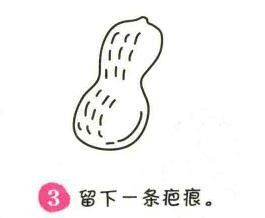 花生簡筆畫畫法步驟03