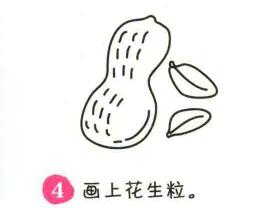 花生簡筆畫畫法步驟04