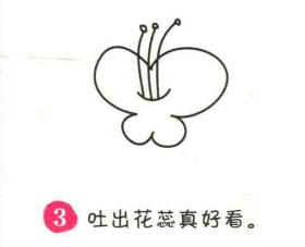 蝴蝶花簡筆畫畫法步驟03