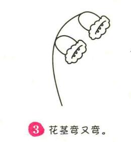 鈴蘭花簡筆畫畫法步驟03