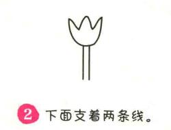 雞冠花簡筆畫畫法步驟02