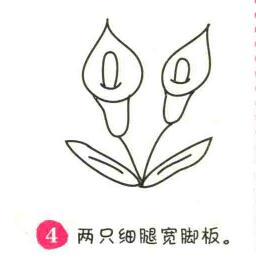 馬蹄蓮簡筆畫畫法步驟04