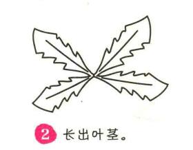 蒲公英簡筆畫畫法步驟02