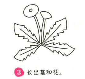 蒲公英簡筆畫畫法步驟03