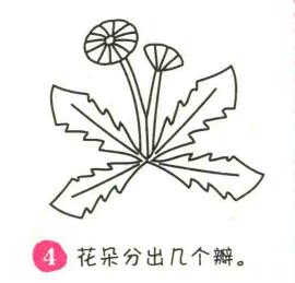 蒲公英簡筆畫畫法步驟04