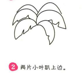 椰子樹簡(jiǎn)筆畫畫法步驟02
