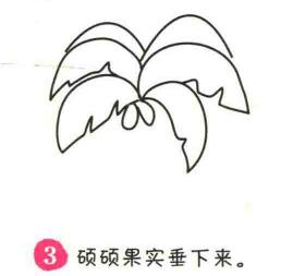 椰子樹簡(jiǎn)筆畫畫法步驟03