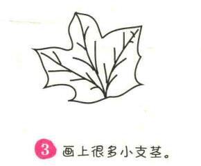 楓葉簡筆畫畫法步驟03