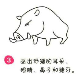 野豬簡筆畫畫法步驟03