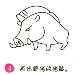 野豬簡筆畫畫法步驟04