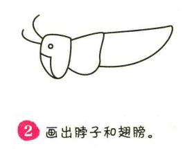 螞蚱簡筆畫畫法步驟02