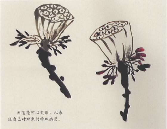 蓮蓬的畫法