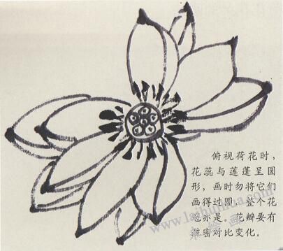 荷花花朵的畫法01