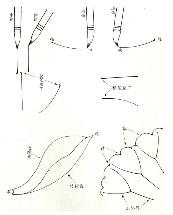 白描荷花用筆方法
