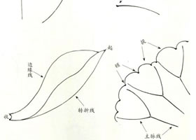 白描荷花用筆方法