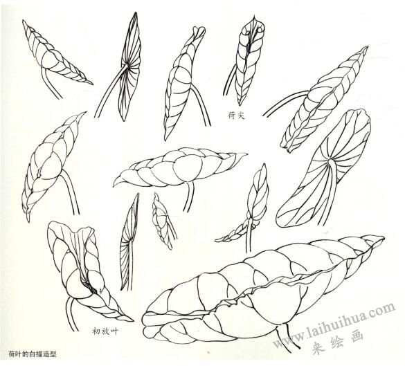 國畫荷花之荷葉的白描造型