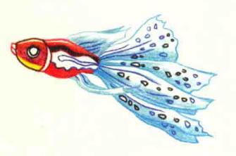 孔雀魚(yú)色鉛筆簡(jiǎn)筆畫(huà)畫(huà)法步驟05
