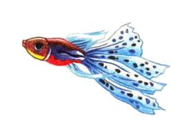 孔雀魚色鉛筆簡筆畫