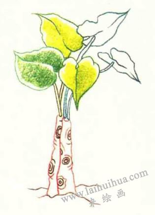 滴水觀音色鉛筆簡(jiǎn)筆畫(huà)畫(huà)法步驟03