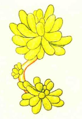 乙女心色鉛筆簡(jiǎn)筆畫(huà)畫(huà)法步驟04