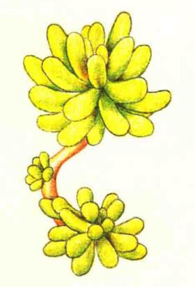 乙女心色鉛筆簡(jiǎn)筆畫(huà)畫(huà)法步驟05