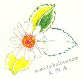 雛菊色鉛筆簡筆畫畫法步驟05