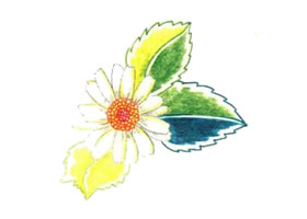 雛菊色鉛筆簡筆畫