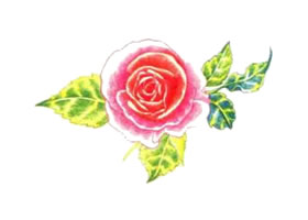 玫瑰花色鉛筆簡筆畫