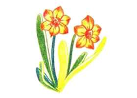 水仙花色鉛筆簡筆畫