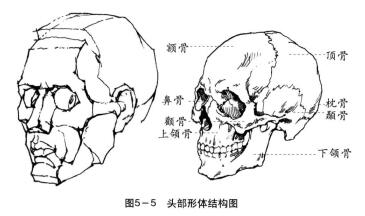 頭部形體結(jié)構(gòu)圖