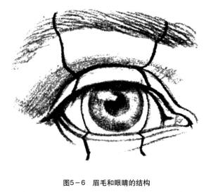 眉毛和眼睛的結(jié)構(gòu)