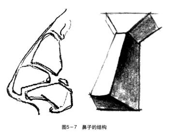 鼻子的結(jié)構(gòu)