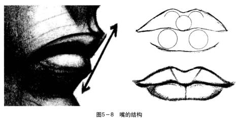 嘴巴的結(jié)構(gòu)