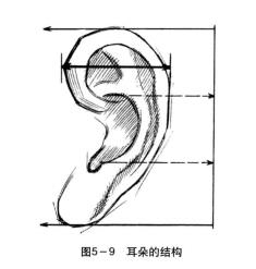 耳朵的結(jié)構(gòu)