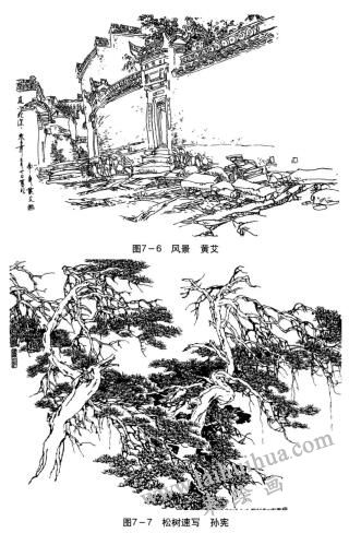 松樹(shù)速寫