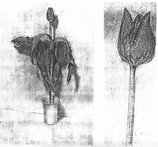  花的素描畫法范例（三）