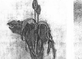  花的素描畫法范例（三）