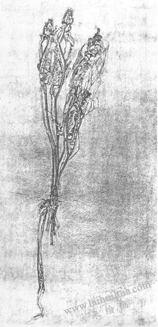 花的素描畫01