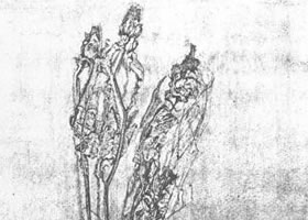 花的素描畫法范例（四）