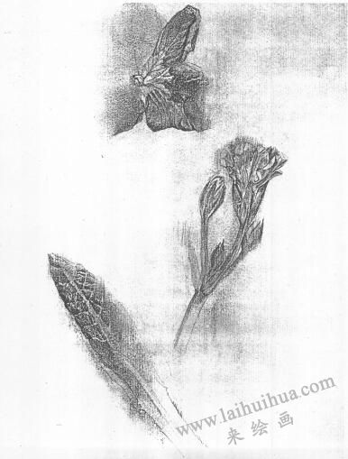 花的素描畫02