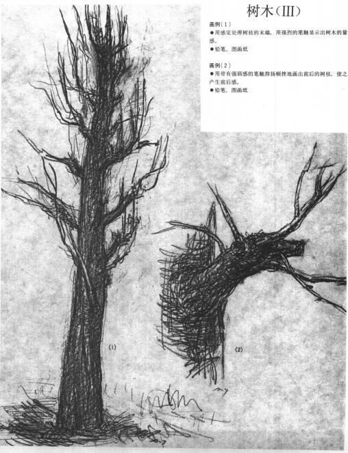 樹木的素描畫法范例（三）
