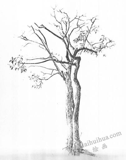 樹木的素描畫01