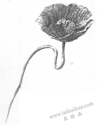 花的素描畫01