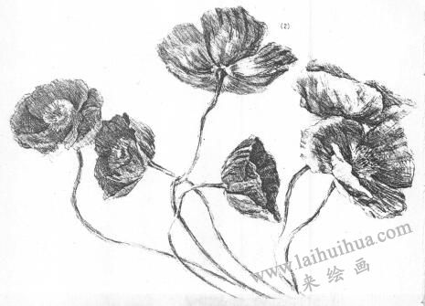 花的素描畫02
